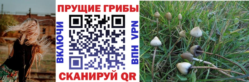 Псилоцибиновые грибы Magic Shrooms  Димитровград 